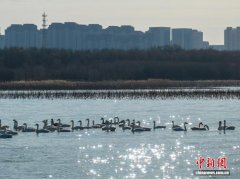 越冬白天鹅“栖居”山西长治漳泽湖国家城市湿地公园